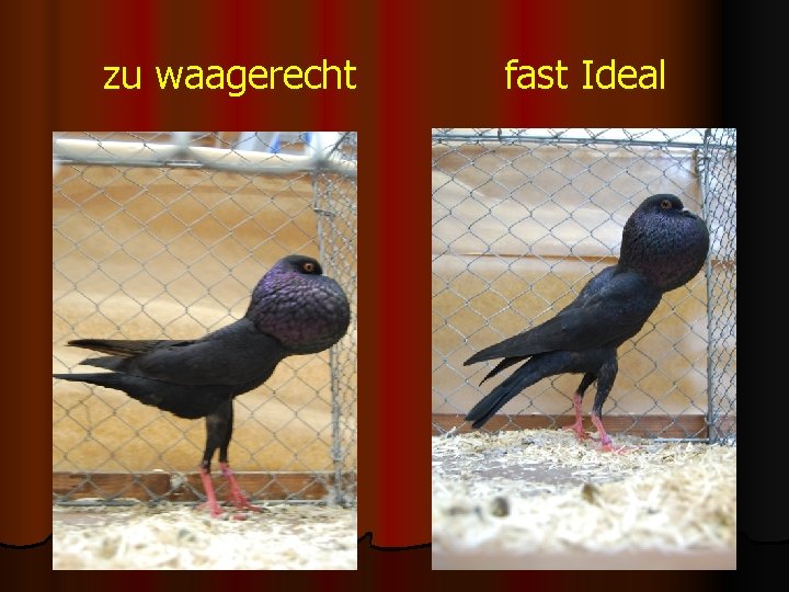 zu waagerecht fast Ideal 