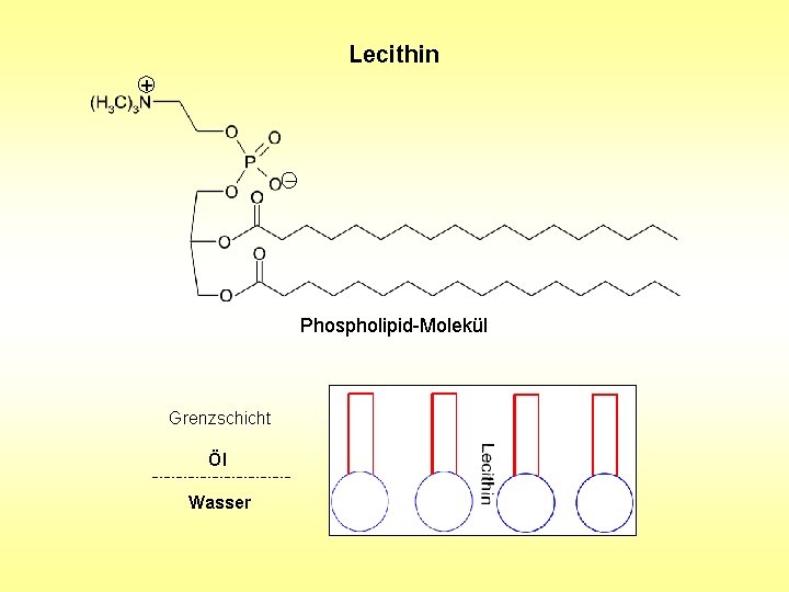 Lecithin + Phospholipid-Molekül Grenzschicht Öl Wasser Lecithin + Phospholipid-Molekül Grenzschicht Öl Wasser