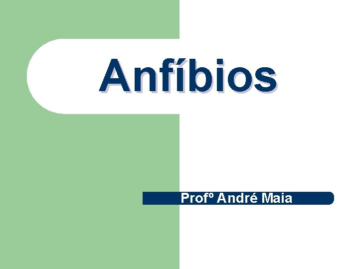 Anfíbios Profº André Maia 