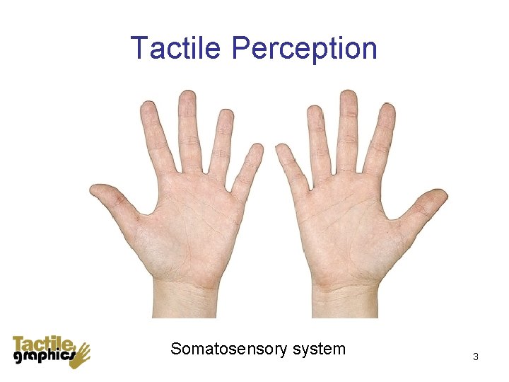 Tactile Perception Somatosensory system 3 