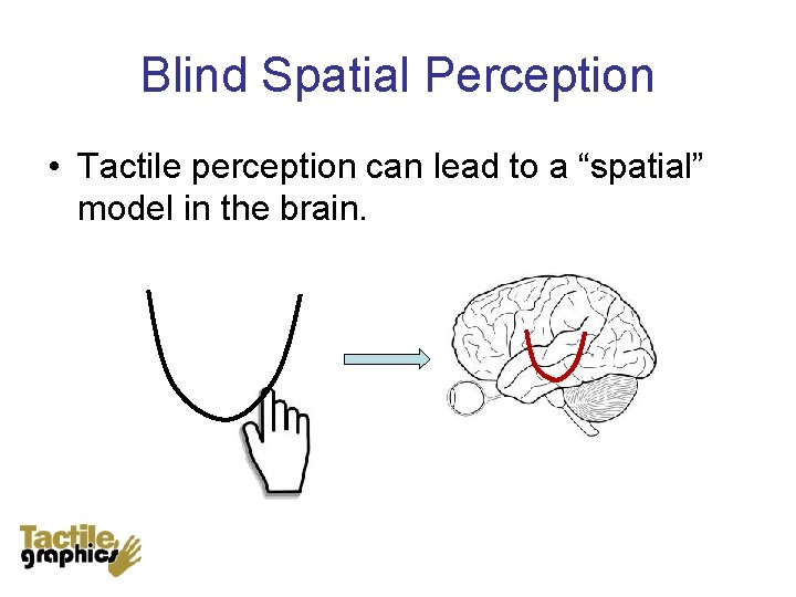 Blind Spatial Perception • Tactile perception can lead to a “spatial” model in the