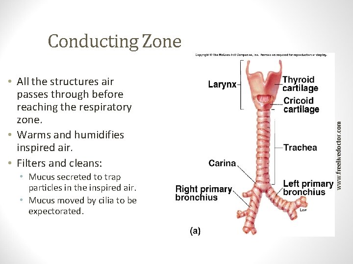 Conducting Zone • Mucus secreted to trap particles in the inspired air. • Mucus