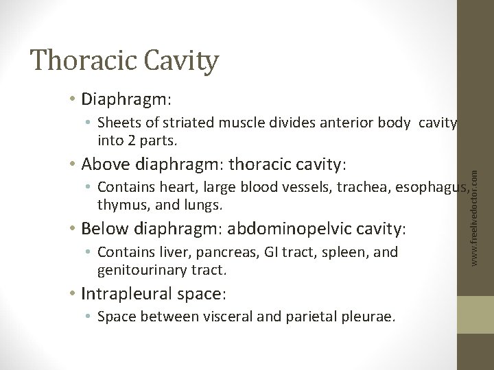 Thoracic Cavity • Diaphragm: • Above diaphragm: thoracic cavity: www. freelivedoctor. com • Sheets