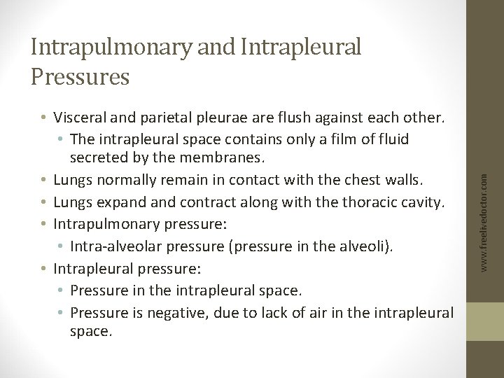  • Visceral and parietal pleurae are flush against each other. • The intrapleural