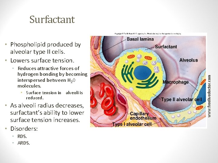 Surfactant • Reduces attractive forces of hydrogen bonding by becoming interspersed between H 20