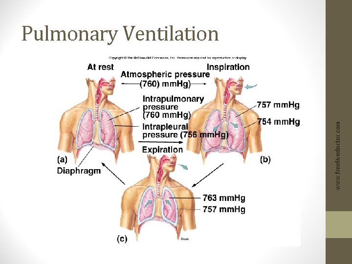 Pulmonary Ventilation www. freelivedoctor. com Insert fig. 16. 15 