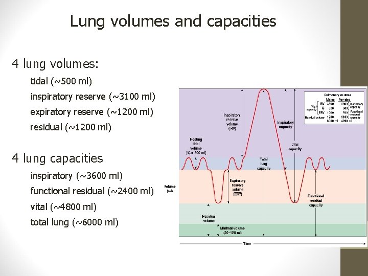 Lung volumes and capacities 4 lung volumes: tidal (~500 ml) inspiratory reserve (~3100 ml)