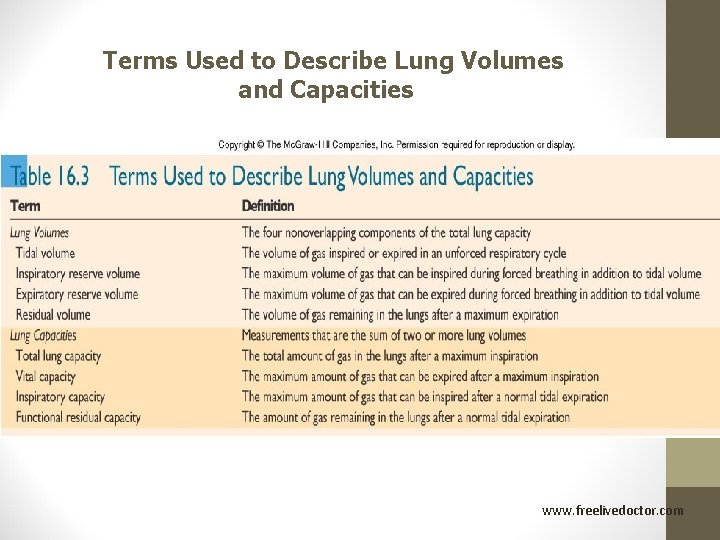 Terms Used to Describe Lung Volumes and Capacities www. freelivedoctor. com 