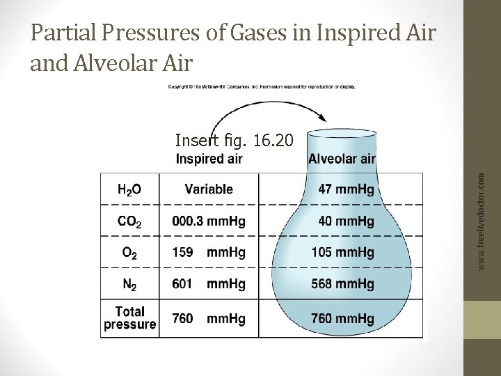 Partial Pressures of Gases in Inspired Air and Alveolar Air www. freelivedoctor. com Insert