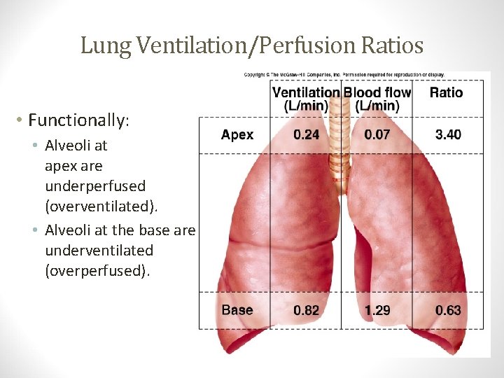 Lung Ventilation/Perfusion Ratios • Alveoli at apex are underperfused (overventilated). • Alveoli at the