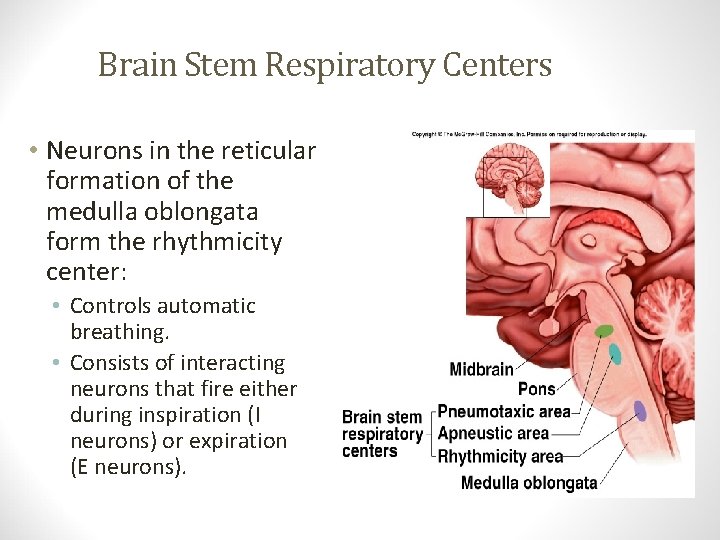 Brain Stem Respiratory Centers • Controls automatic breathing. • Consists of interacting neurons that