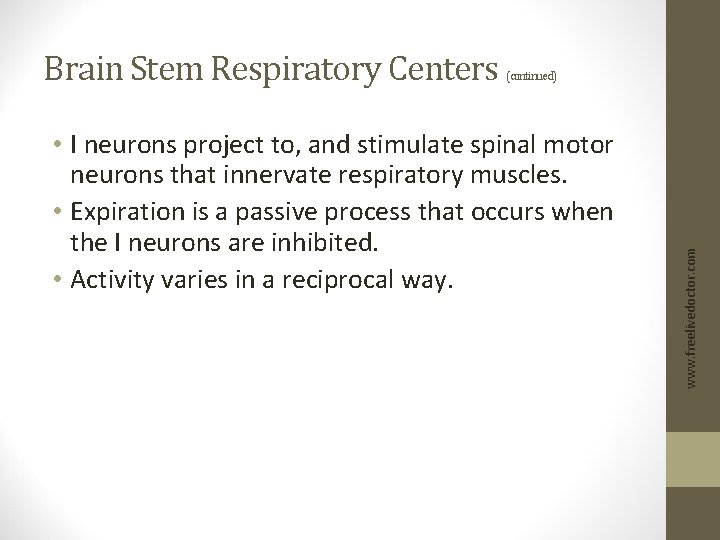 (continued) • I neurons project to, and stimulate spinal motor neurons that innervate respiratory