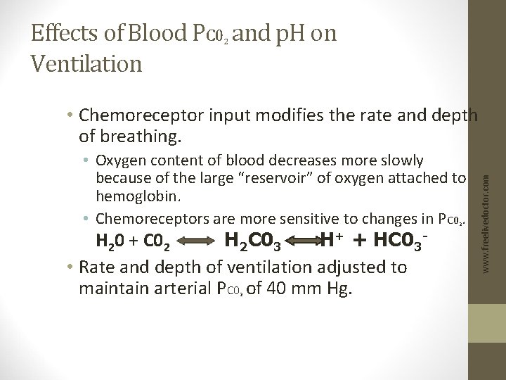 Effects of Blood PC 0 and p. H on Ventilation 2 • Oxygen content