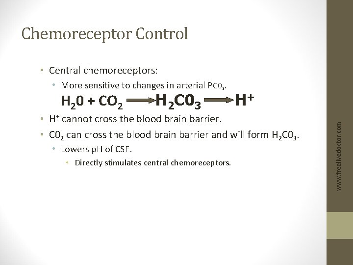 Chemoreceptor Control • Central chemoreceptors: H 20 + CO 2 H 2 C 03