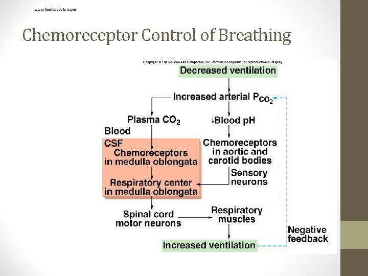 www. freelivedoctor. com Chemoreceptor Control of Breathing 