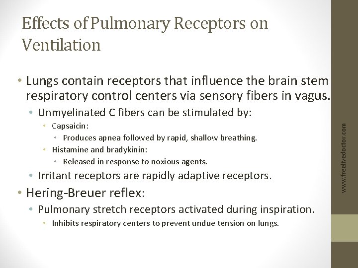 Effects of Pulmonary Receptors on Ventilation • Lungs contain receptors that influence the brain