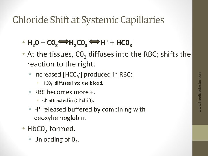 Chloride Shift at Systemic Capillaries • Increased [HC 03 -] produced in RBC: •