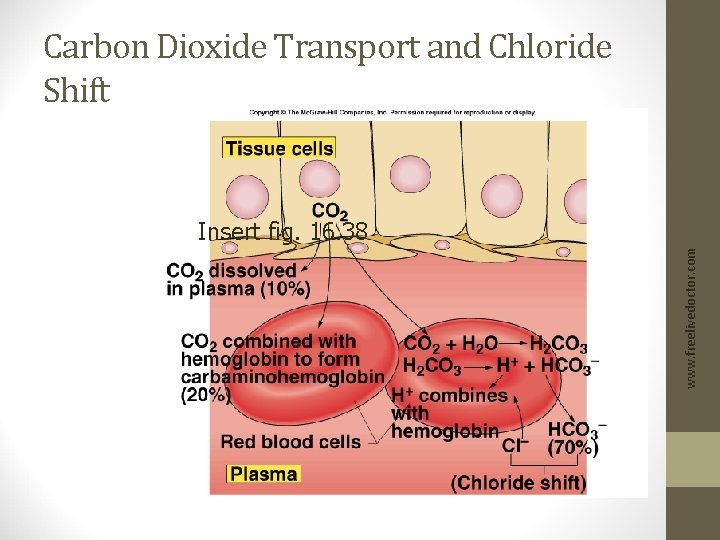 Carbon Dioxide Transport and Chloride Shift www. freelivedoctor. com Insert fig. 16. 38 