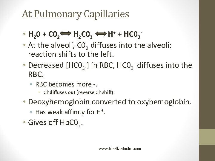 At Pulmonary Capillaries • H 20 + C 02 H 2 C 03 H+