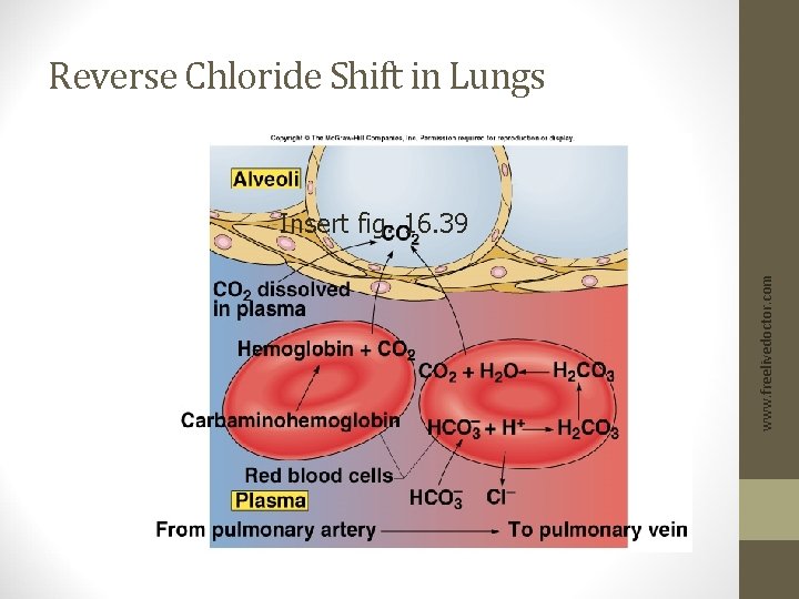 Reverse Chloride Shift in Lungs www. freelivedoctor. com Insert fig. 16. 39 