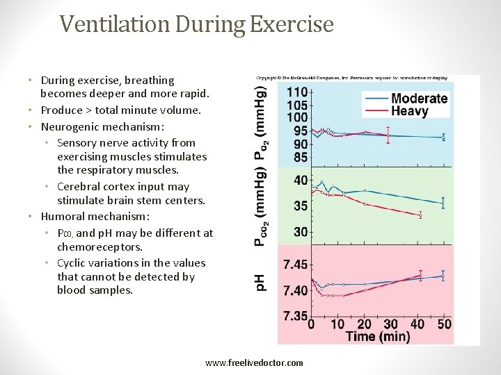 Ventilation During Exercise • During exercise, breathing becomes deeper and more rapid. • Produce