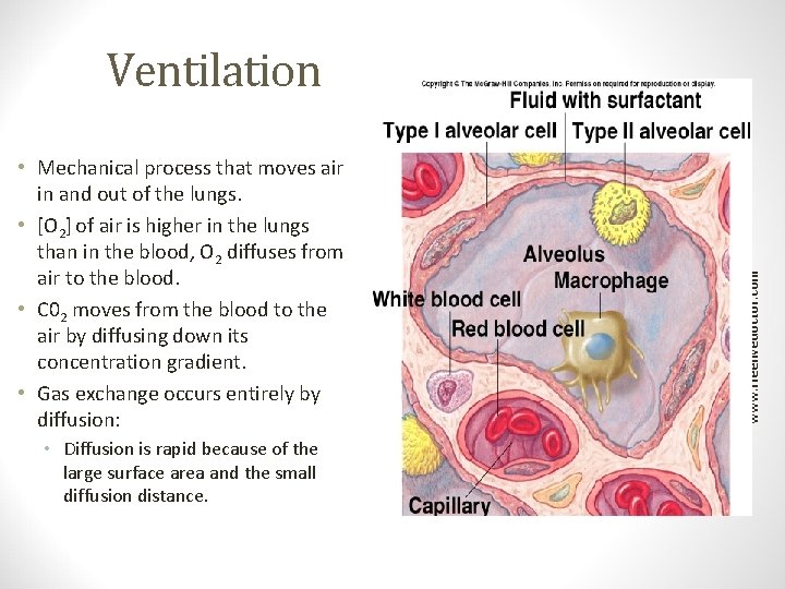 Ventilation • Diffusion is rapid because of the large surface area and the small