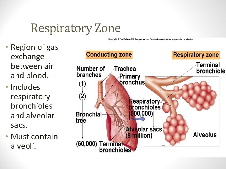  • Region of gas exchange between air and blood. • Includes respiratory bronchioles