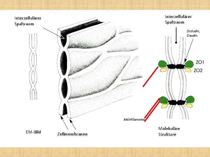 Interzellulärer Spaltraum Occludin, Claudin Aktinfilamente EM-Bild Zellmembranen Molekuläre Strukture 