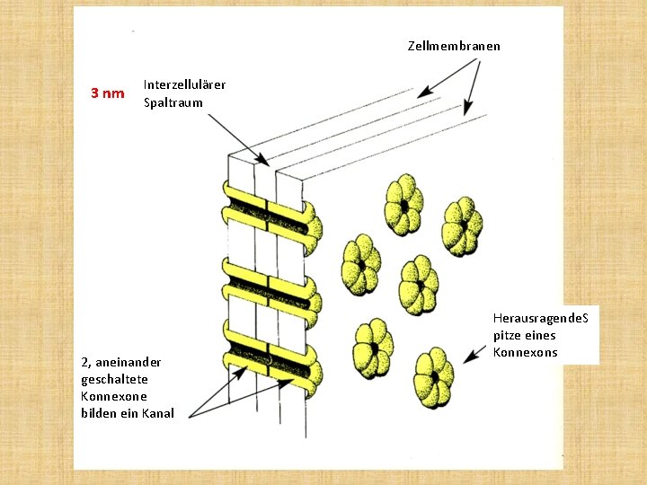 Zellmembranen 3 nm Interzellulärer Spaltraum 2, aneinander geschaltete Konnexone bilden ein Kanal Herausragende. S