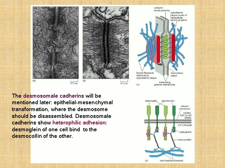 The desmosomale cadherins will be mentioned later: epithelial-mesenchymal transformation, where the desmosome should be