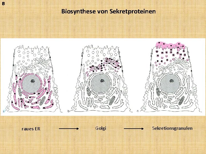 B Biosynthese von Sekretproteinen raues ER Golgi Sekretionsgranulen 