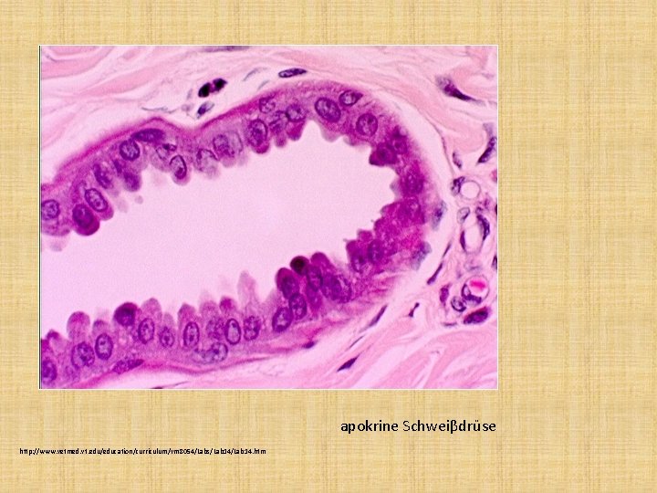 apokrine Schweiβdrüse http: //www. vetmed. vt. edu/education/curriculum/vm 8054/Labs/Lab 14. htm apokrine Schweiβdrüse http: //www. vetmed. vt. edu/education/curriculum/vm 8054/Labs/Lab 14. htm
