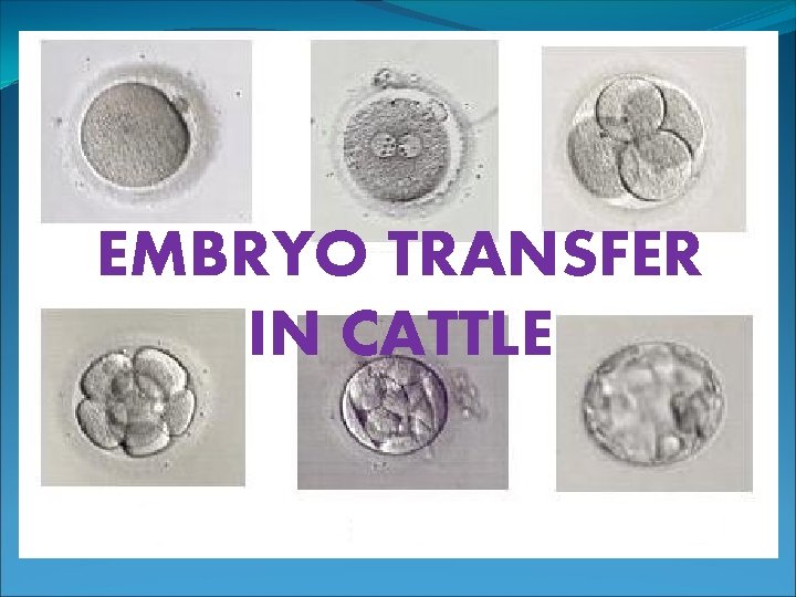 EMBRYO TRANSFER IN CATTLE 