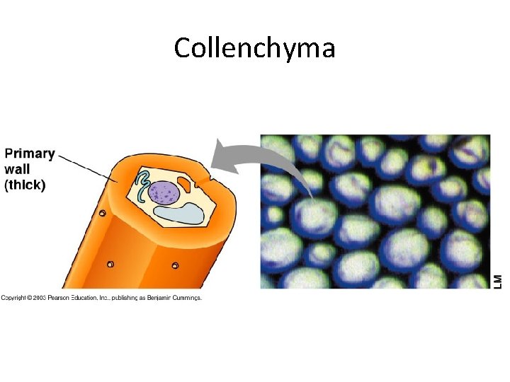 Collenchyma 