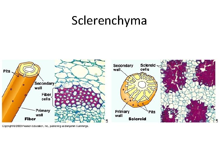 Sclerenchyma 