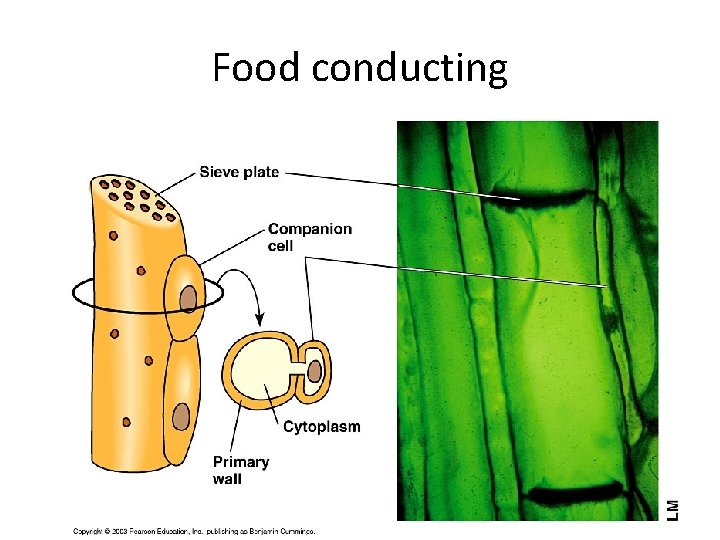 Food conducting 