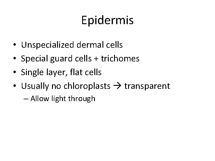 Epidermis • • Unspecialized dermal cells Special guard cells + trichomes Single layer, flat