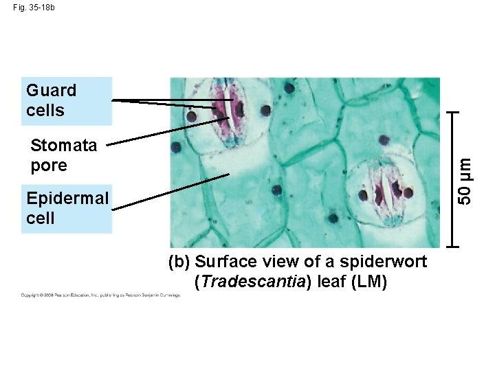 Fig. 35 -18 b Guard cells 50 µm Stomata pore Epidermal cell (b) Surface