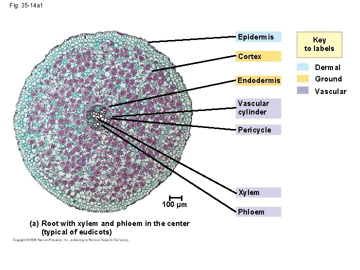 Fig. 35 -14 a 1 Epidermis Cortex Key to labels Dermal Endodermis Ground Vascular