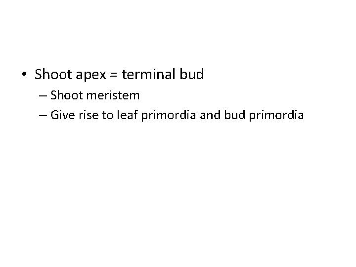  • Shoot apex = terminal bud – Shoot meristem – Give rise to
