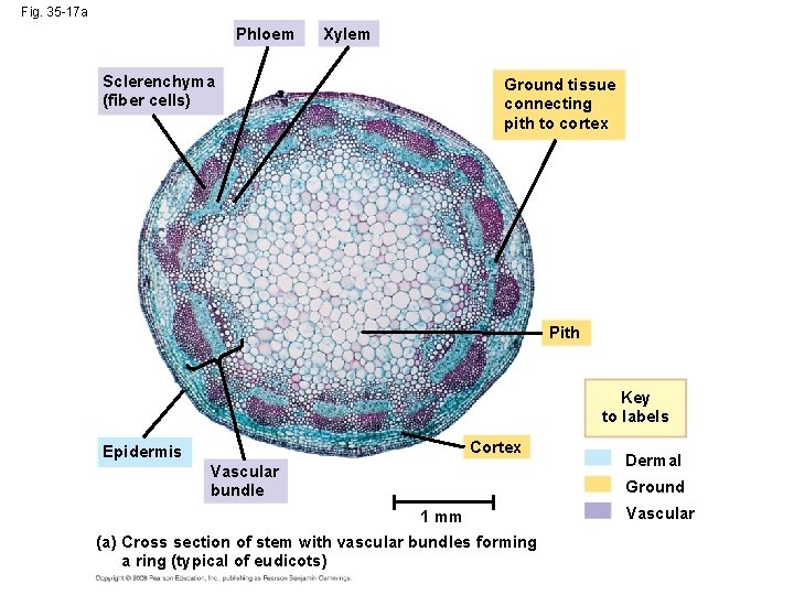 Fig. 35 -17 a Phloem Xylem Sclerenchyma (fiber cells) Ground tissue connecting pith to