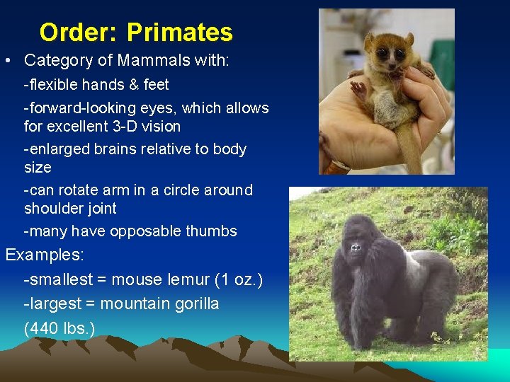  Order: Primates • Category of Mammals with: -flexible hands & feet -forward-looking eyes,