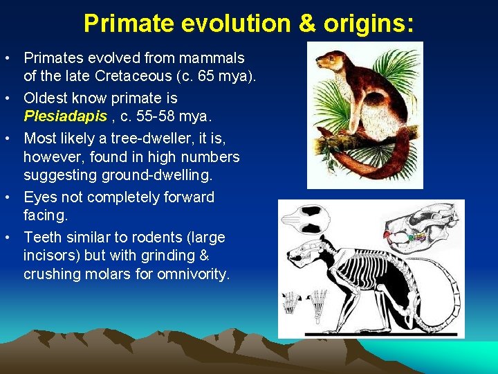 Primate evolution & origins: • Primates evolved from mammals of the late Cretaceous (c.