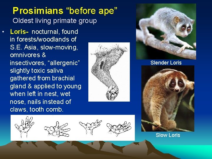 Prosimians “before ape” Oldest living primate group • Loris- nocturnal, found in forests/woodlands of