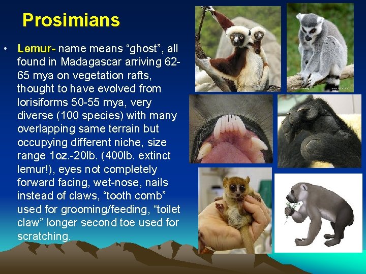 Prosimians • Lemur- name means “ghost”, all found in Madagascar arriving 6265 mya on