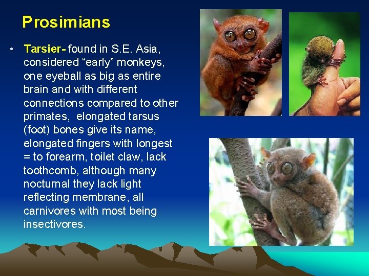 Prosimians • Tarsier- found in S. E. Asia, considered “early” monkeys, one eyeball as