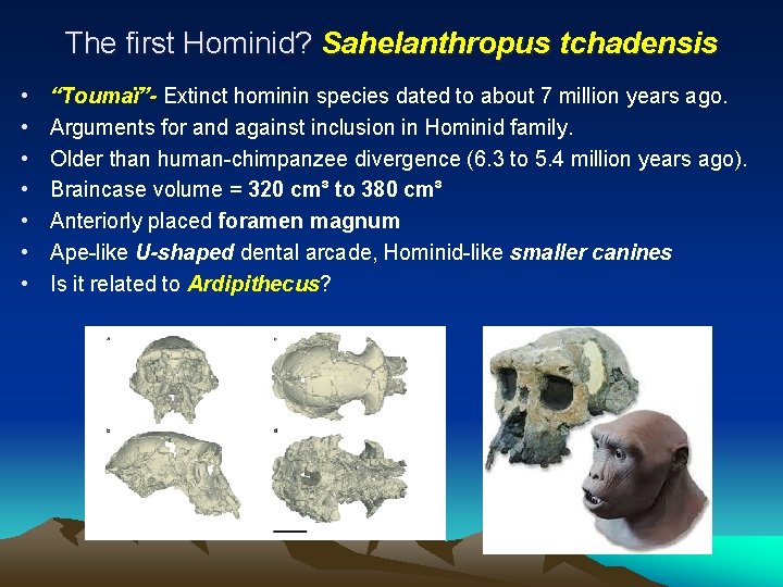 The first Hominid? Sahelanthropus tchadensis • • “Toumaï”- Extinct hominin species dated to about