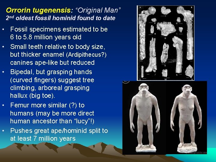 Orrorin tugenensis: “Original Man” 2 nd oldest fossil hominid found to date • Fossil