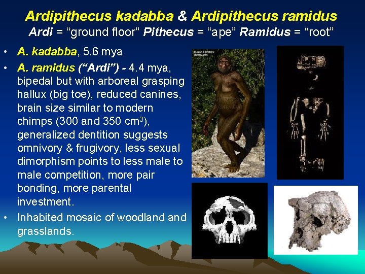 Ardipithecus kadabba & Ardipithecus ramidus Ardi = “ground floor” Pithecus = “ape” Ramidus =