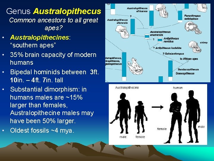Genus Australopithecus • • • Common ancestors to all great apes? Australopithecines: “southern apes”